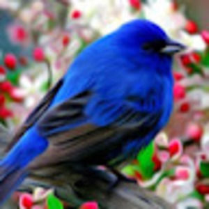 Meet your Posher, Edwina